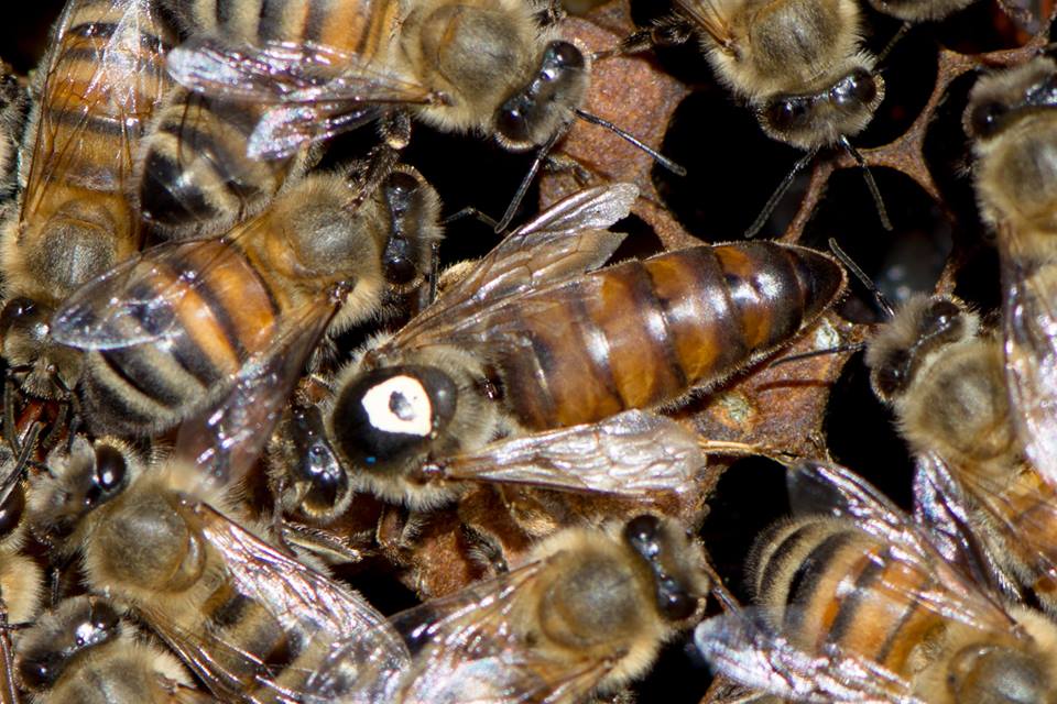 Les faux bourdons dans la ruche